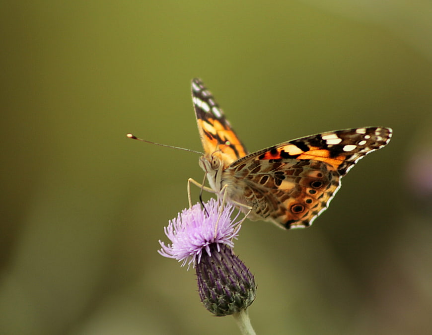 Painted Lady Butterfly on Purple Thistle Flower