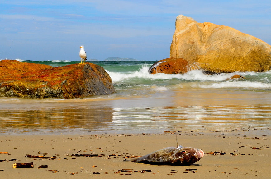 Dead Fish on Sandy Beach with Seagull and Ocean Waves