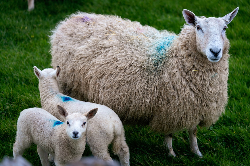 Mother sheep with two lambs in green pasture