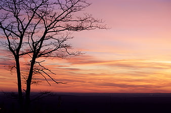 Silhouette of Bare Tree Against Vibrant Sunset Sky