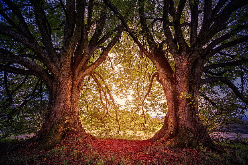 Two large oak trees framing a glowing forest path in autumn