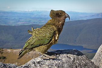 Kea parrot perched on rocky mountain peak with valley view