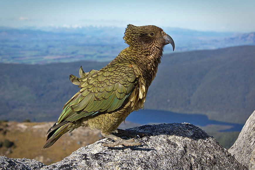 Kea parrot perched on rocky mountain peak with valley view