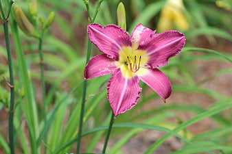 Vibrant Pink Daylily Flower with Yellow Center in Garden