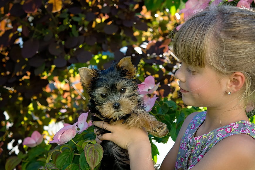 Young Girl Holding Yorkshire Terrier Puppy in Garden