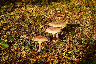Three brown mushrooms growing in autumn forest leaves