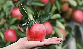 Hand holding fresh red apple in orchard