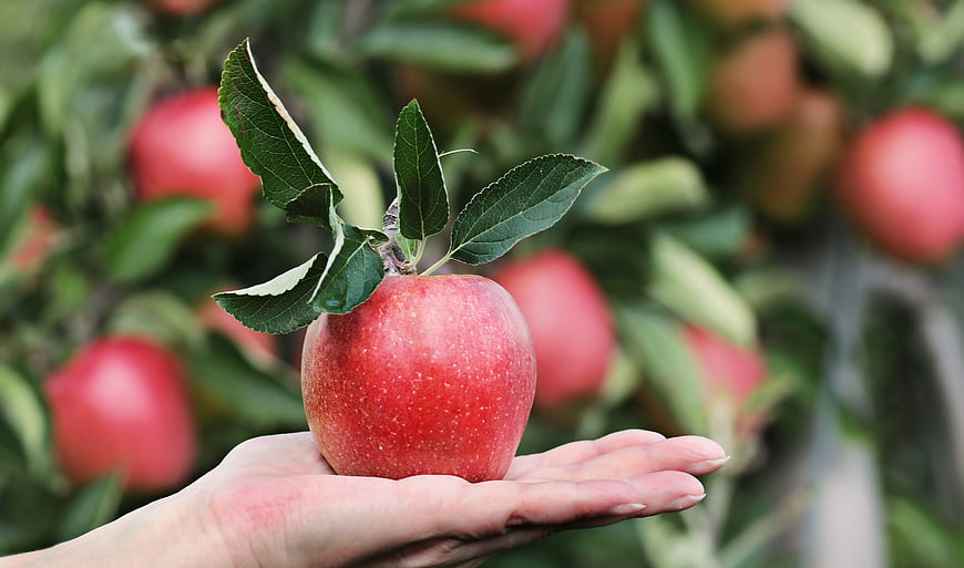 Hand holding fresh red apple in orchard