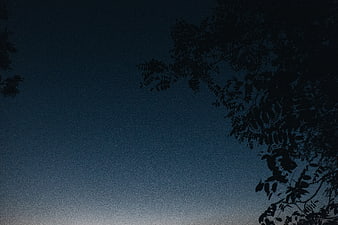 Silhouette of tree branches against a dark blue twilight sky