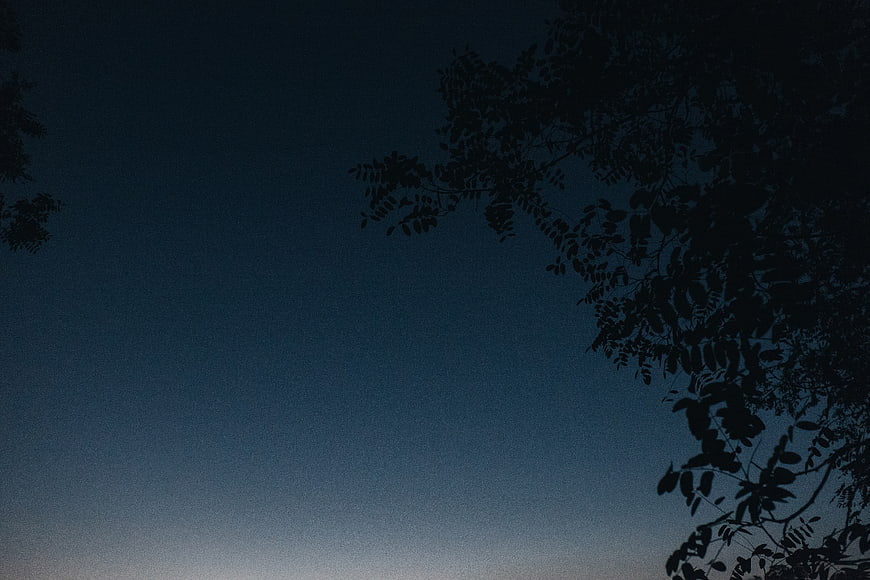 Silhouette of tree branches against a dark blue twilight sky