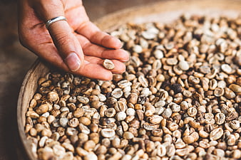 Hand holding green coffee beans over wooden bowl
