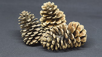 Three pine cones on dark gray background