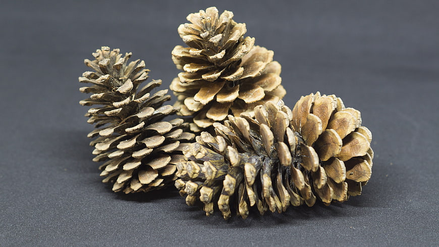 Three pine cones on dark gray background