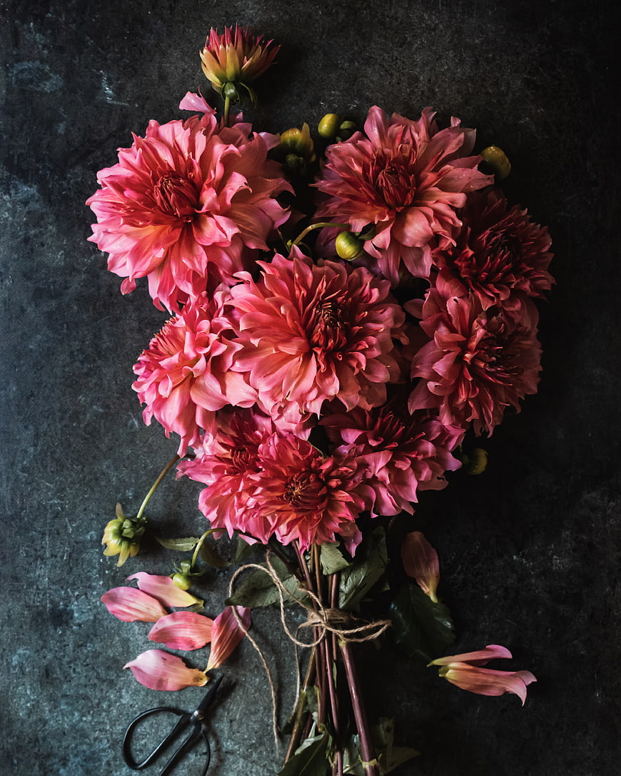 Pink Dahlia Bouquet Flat Lay on Dark Textured Background