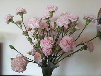 Bouquet of Pink Carnations in a Glass Vase