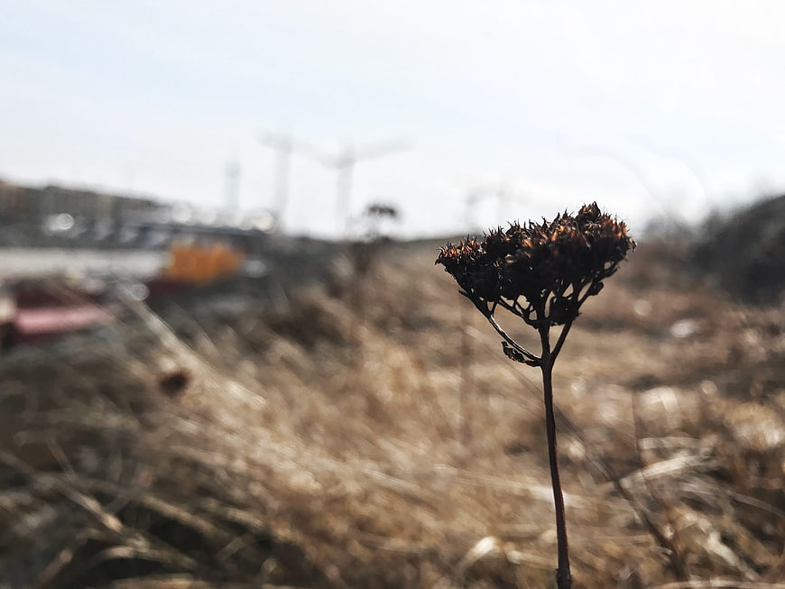 Dried flower head in dry grass with blurred construction background