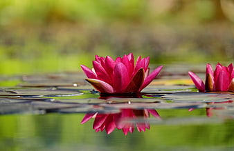 Pink Water Lily Floating on Calm Pond with Reflection