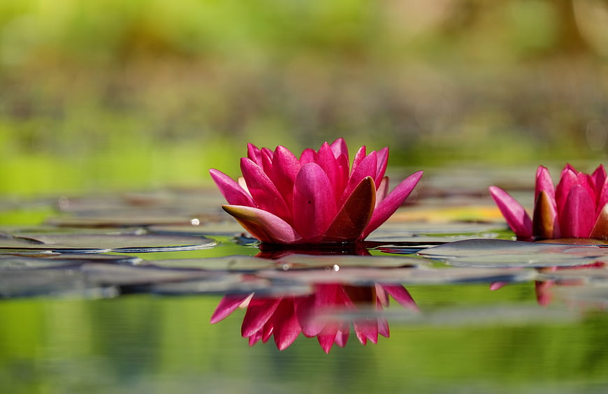 Pink Water Lily Floating on Calm Pond with Reflection