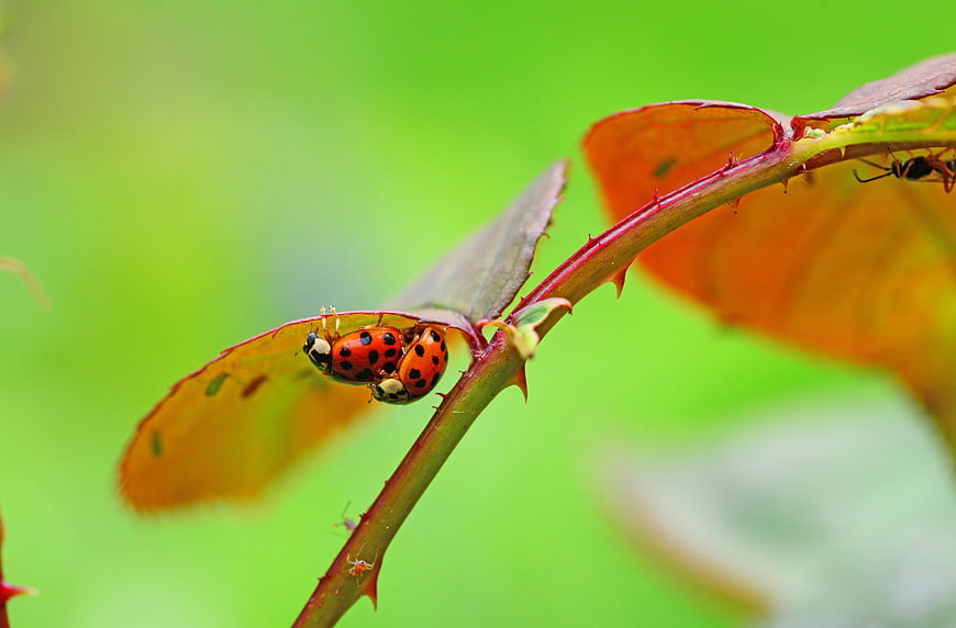 Two Ladybugs Mating on a Thorny Rose Stem