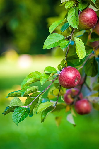 Ripe Red Apples Hanging on a Tree Branch