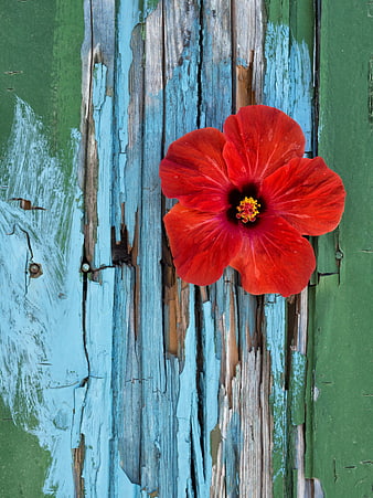 Vibrant red hibiscus flower on weathered blue and green wood