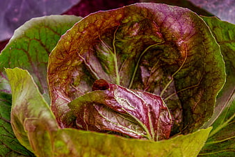 Close-up of fresh red cabbage leaves with green and purple hues