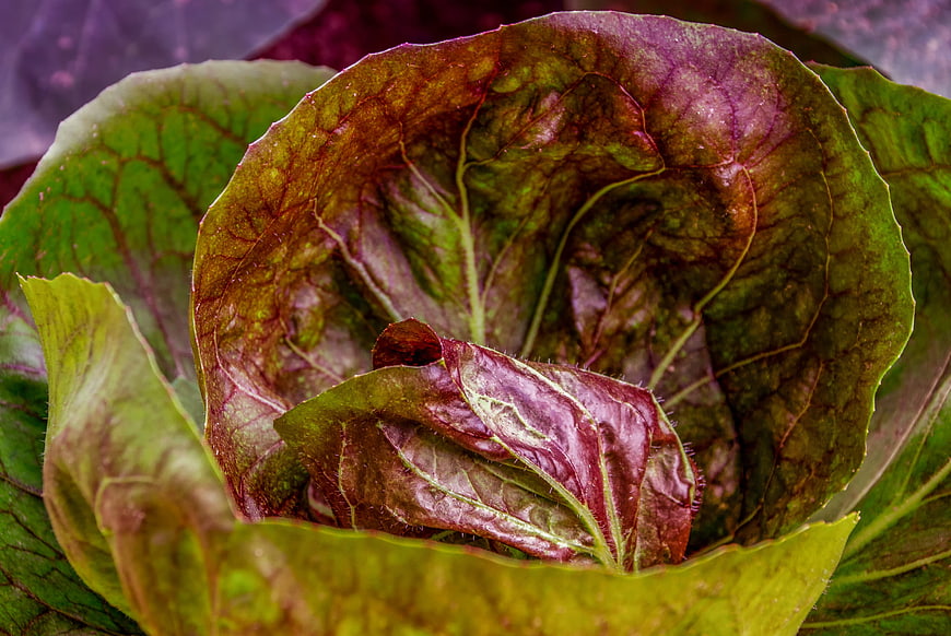 Close-up of fresh red cabbage leaves with green and purple hues
