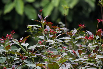 Red Ixora Flowers Blooming on Green Bush