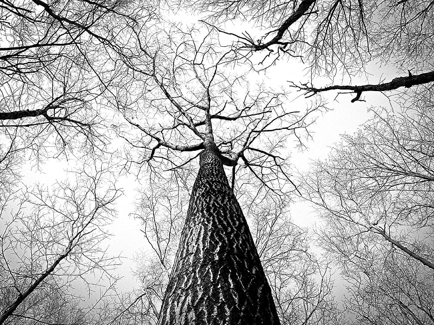 Low angle black and white view of tall bare tree trunk