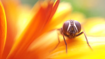 Macro Close-Up of a Fly on a Yellow Flower Petal