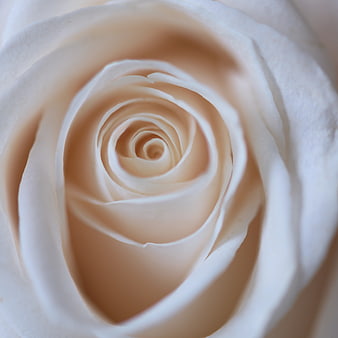 Close-up of a white rose with soft beige petals