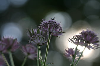 Close-up of purple Astrantia flowers with ant and bokeh background