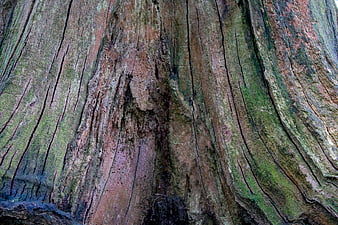 Close-up texture of old tree bark with moss and deep grooves
