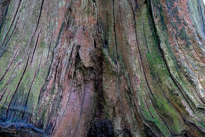 Close-up texture of old tree bark with moss and deep grooves