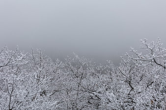Frosty Winter Forest Branches in Foggy Landscape
