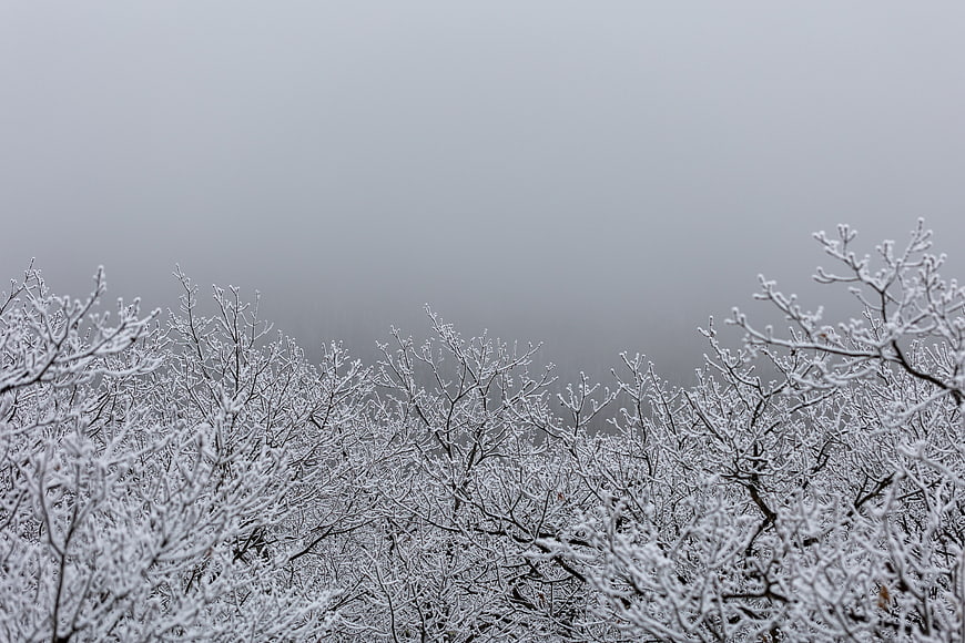 Frosty Winter Forest Branches in Foggy Landscape