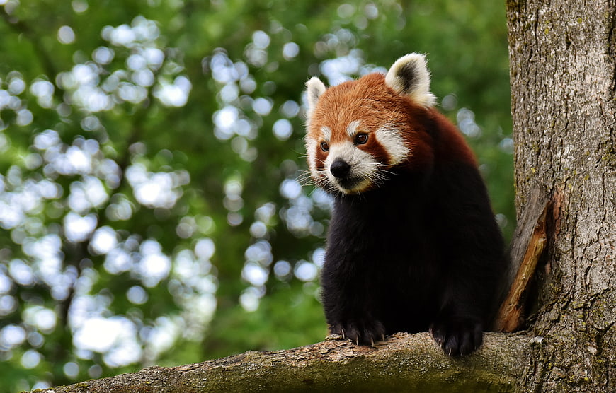Cute Red Panda Sitting on Tree Branch in Forest