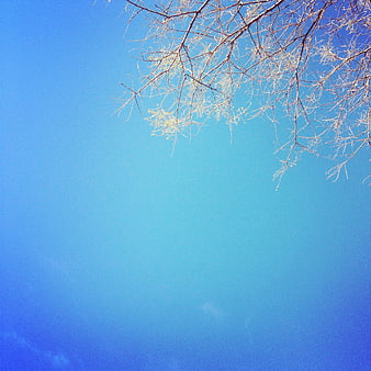 Bare tree branches against a clear blue sky background