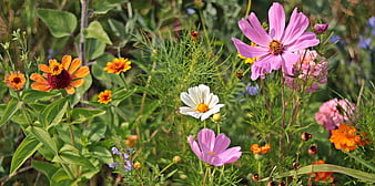 Colorful Wildflowers In A Lush Summer Meadow