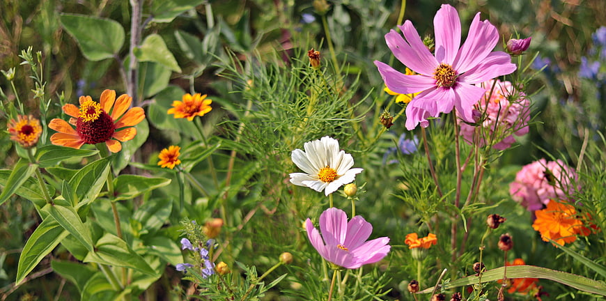 Colorful Wildflowers In A Lush Summer Meadow