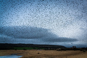 Massive flock of starlings murmuration over rural landscape