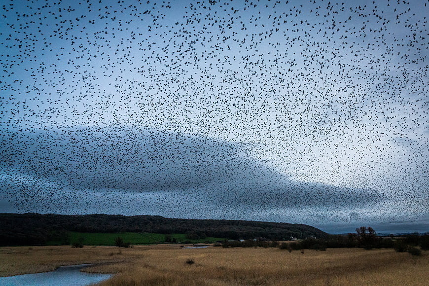 Massive flock of starlings murmuration over rural landscape