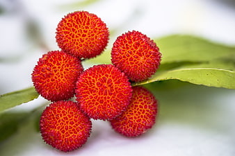Close-up of vibrant red strawberry tree berries on a branch