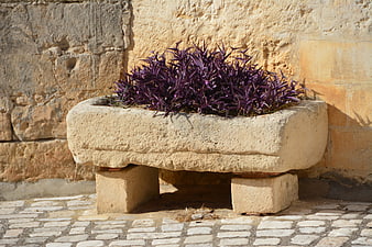 Purple hebe plant in rustic stone planter against ancient wall