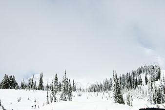 Snowy Mountain Landscape with Pine Trees and Skiers