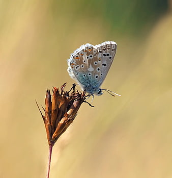 Common Blue Butterfly on Dried Flower Head
