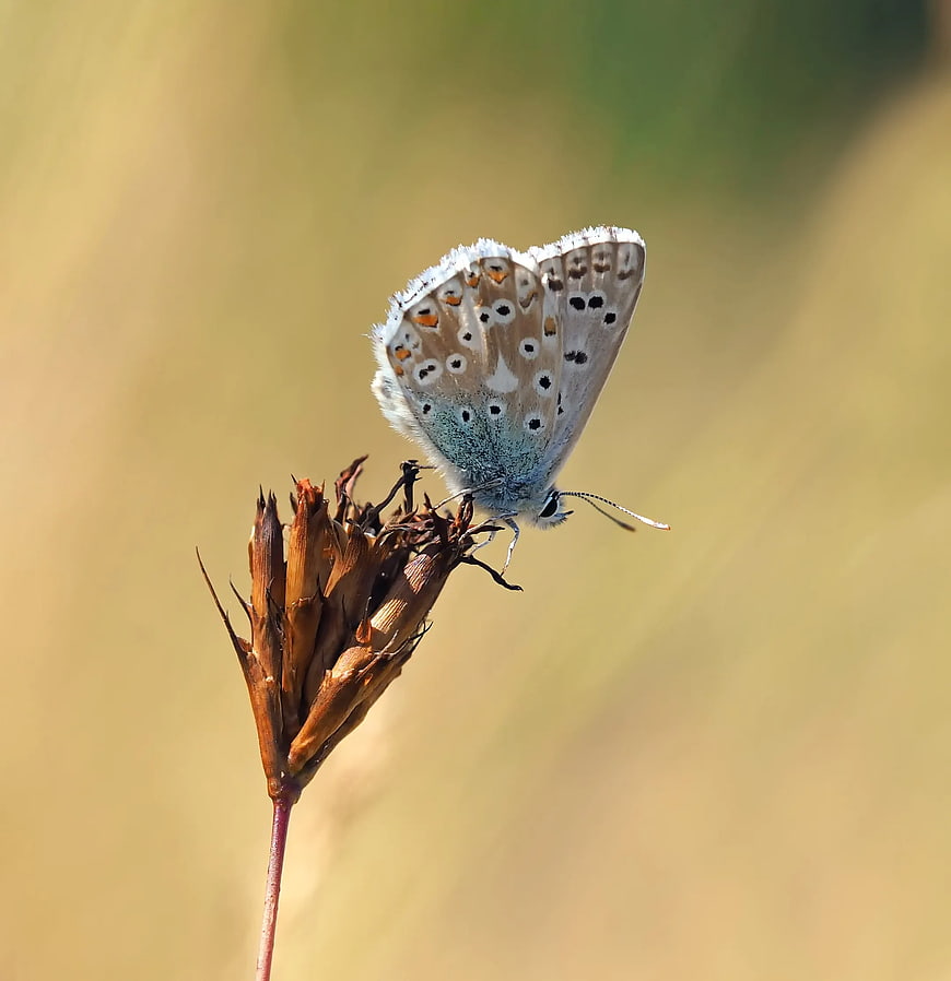 Common Blue Butterfly on Dried Flower Head