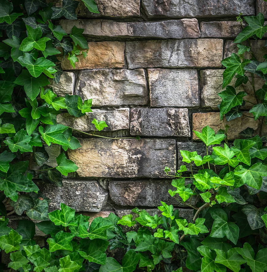 Green Ivy Leaves Climbing on Old Stone Wall Texture