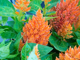 Vibrant Orange Celosia Flowers Close-Up