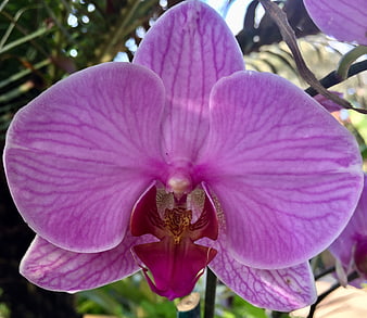 Close-up of vibrant pink phalaenopsis orchid flower